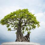 Come eseguire la potatura bonsai in inverno per una crescita sana e vigorosa