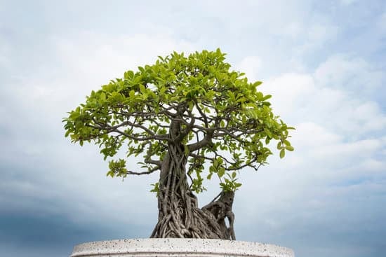 Come eseguire la potatura bonsai in inverno per una crescita sana e vigorosa