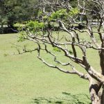 Risolvi il problema delle foglie gialle che cadono sul tuo bonsai con questi consigli utili