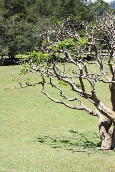 Bonsai Foglie Gialle Che Cadono 1 Risolvi il problema delle foglie gialle che cadono sul tuo bonsai con questi consigli utili