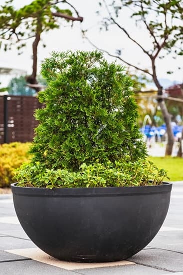 Scopri il nostro Bonsai negozio per una vasta selezione di piante e accessori unici