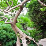 Prova con l'esposizione alla luce solare diretta per far riprendere un bonsai