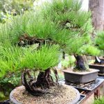 Ulivi Bonsai Da Giardino Scopri come coltivare e curare ulivi bonsai da giardino per un tocco mediterraneo unico