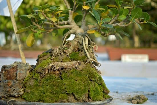 Bonsai Pianta Del Pepe 1 Coltiva il tuo Bonsai Pianta del Pepe con cura e passione per creare un angolo verde unico