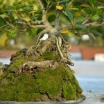 Bonsai Del Pepe elegante, originale e facile da curare