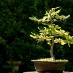 Bonsai Ha Perso Tutte Le Foglie cosa fare e come aiutarlo a rinascere