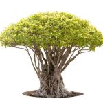Scopri come annaffiare correttamente un bonsai con i consigli di Anna