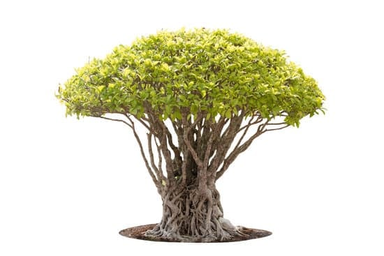Bonsai Come Annaffiare 1 Scopri come annaffiare correttamente un bonsai con i consigli di Anna