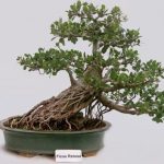 Corso Bonsai Milano impara le tecniche giapponesi per coltivare alberi in miniatura
