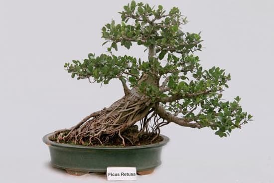 Corso Bonsai Milano 1 impara le tecniche giapponesi per coltivare alberi in miniatura