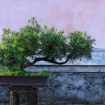 Pinzatura Bonsai Scopri con noi i segreti della pinzatura bonsai per un risultato impeccabile e duraturo