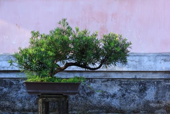 Quando Si Annaffia Un Bonsai 1 frequenza, quantità e temperatura dell'acqua