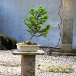 Colleziona Bonsai Ficus Ginseng con Foglie Macchiate per un tocco esotico in casa o in giardino