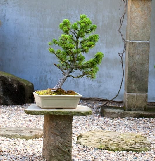 Bonsai Ficus Ginseng Foglie Macchiate 1 Colleziona Bonsai Ficus Ginseng con Foglie Macchiate per un tocco esotico in casa o in giardino