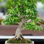 Bonsai Gigante Prezzo scopri le offerte speciali per portare un tocco di natura nella tua casa