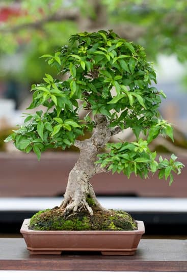 Bonsai Gigante Prezzo 1 scopri le offerte speciali per portare un tocco di natura nella tua casa