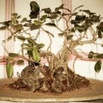 Bonsai B&B Alghero accogliente ospitalità sarda a due passi dal mare