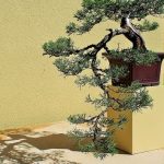 Scopri i migliori luoghi dove comprare bonsai per arricchire la tua collezione