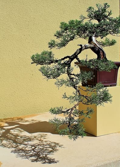 Dove Comprare Bonsai 1 Scopri i migliori luoghi dove comprare bonsai per arricchire la tua collezione