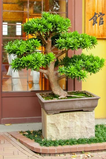Acero Rosso Bonsai Cura 1 Scopri i segreti della cura dell'Acero Rosso Bonsai e goditi la bellezza di questa pianta unica