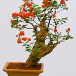 Coltiva la bellezza unica dei bonsai di quercia da ghianda nel tuo giardino con cura e passione