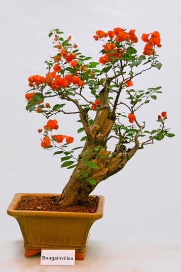 Coltiva la bellezza unica dei bonsai di quercia da ghianda nel tuo giardino con cura e passione