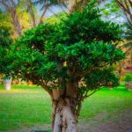 Rendete il vostro giardino un'opera d'arte con un boschetto bonsai di cipresso
