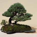Quando Si Pota Il Bonsai Scopri quando si pota il bonsai per mantenere la sua bellezza e salute nel tempo