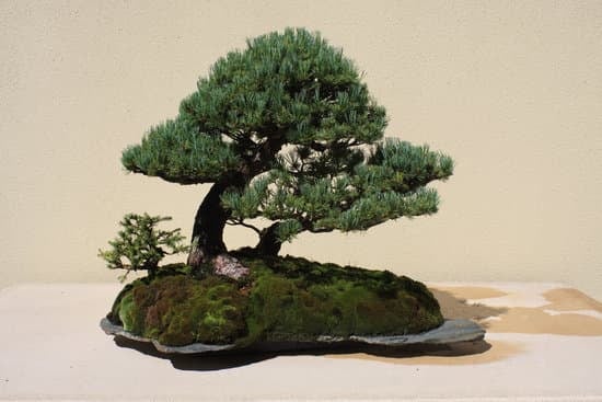 Quando Si Pota Il Bonsai 1 Scopri quando si pota il bonsai per mantenere la sua bellezza e salute nel tempo