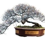 Bonsai Per Bomboniere Mini bonsai per bomboniere uniche e originali