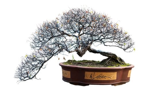 Mini bonsai per bomboniere uniche e originali