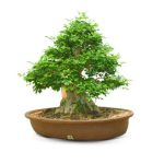 eleganza e resistenza in un'unica pianta