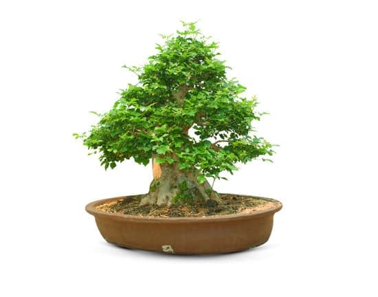 Bonsai Sughera 1 eleganza e resistenza in un'unica pianta