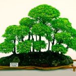 Come Curare Un Bonsai Che Perde Le Foglie controllo dell'umidità, potatura corretta e ambiente luminoso