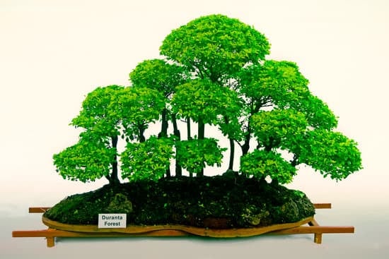 Come Curare Un Bonsai Che Perde Le Foglie 1 controllo dell'umidità, potatura corretta e ambiente luminoso