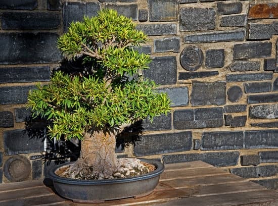 Come Creare Un Bonsai Da Una Pianta Comune 1 un hobby rilassante e gratificante