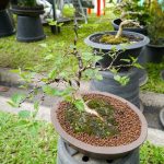 Bonsai Limone Prezzo scopri prezzi convenienti e offerte esclusive per portare un tocco di freschezza al tuo spazio