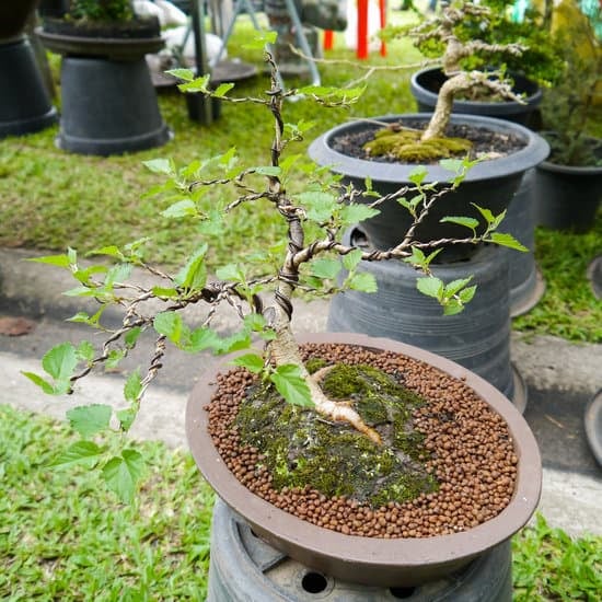 Bonsai Limone Prezzo 1 scopri prezzi convenienti e offerte esclusive per portare un tocco di freschezza al tuo spazio