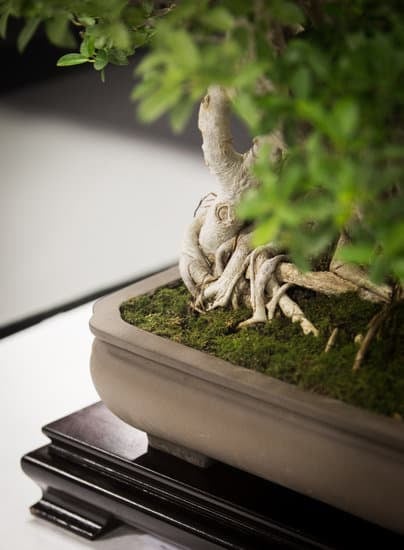 il tocco verde che valorizza la tua pianta in vaso