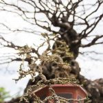 Bonsai Albero Del Pepe Coltiva il tuo Bonsai albero del pepe per una natura piccola ma ricca di carattere