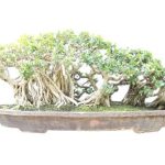 Bonsai Di Ulivo Prezzi Scopri i migliori bonsai di ulivo a prezzi convenienti per abbellire il tuo spazio verde