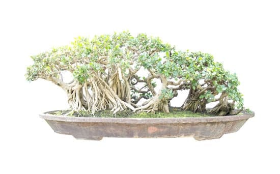Scopri i migliori bonsai di ulivo a prezzi convenienti per abbellire il tuo spazio verde