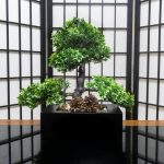 Scopri frasi sui bonsai per ispirare la cura e la bellezza di queste meravigliose piante in miniatura