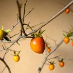 Regala un mini albero BONSAI BOMBONIERA per festeggiare il Battesimo del tuo piccolo angelo