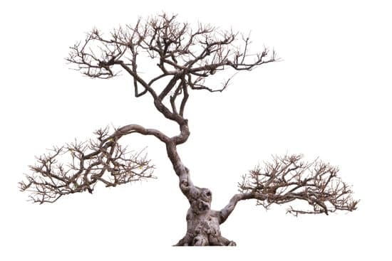 Tavolo Bonsai 1 design moderno, dimensioni compatte, ideale per esaltare la bellezza di piccoli alberi in vaso