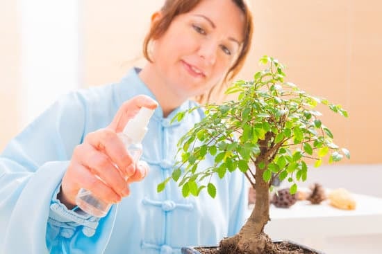 Bonsai Perde Foglie Verdi Estate 1 posizionalo in un luogo ombreggiato